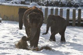 Asian Elephant, Elephas maximus, winter, snow