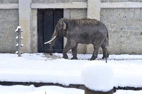 Asian Elephant, Elephas maximus, winter, snow