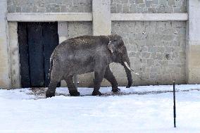 Asian Elephant, Elephas maximus, winter, snow