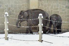 Asian Elephant, Elephas maximus, winter, snow