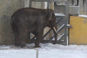 Asian Elephant, Elephas maximus, winter, snow