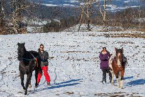Equites Gabreta, skijoring with horses, horse
