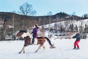 Equites Gabreta, skijoring with horses, horse
