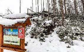 Bohemian Switzerland in Hrensko region, spruce trees bark beetle infection, no entry