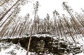 Bohemian Switzerland in Hrensko region, spruce trees bark beetle infection