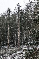 Bohemian Switzerland in Hrensko region, spruce trees bark beetle infection