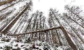 Bohemian Switzerland in Hrensko region, spruce trees bark beetle infection