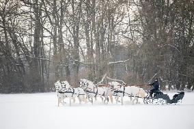 National Stud Kladruby nad Labem, Old Kladruber white horse, sleigh