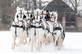 National Stud Kladruby nad Labem, Old Kladruber white horse, sleigh