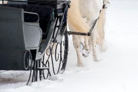 National Stud Kladruby nad Labem, Old Kladruber white horse, sleigh