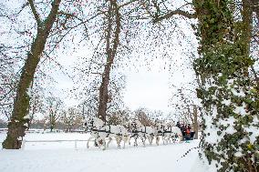 National Stud Kladruby nad Labem, Old Kladruber white horse, sleigh