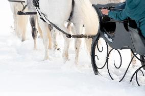 National Stud Kladruby nad Labem, Old Kladruber white horse, sleigh