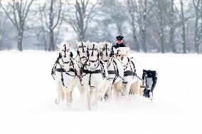 National Stud Kladruby nad Labem, Old Kladruber white horse, sleigh