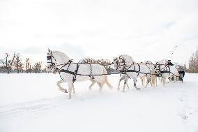 National Stud Kladruby nad Labem, Old Kladruber white horse, sleigh