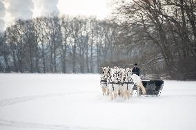 National Stud Kladruby nad Labem, Old Kladruber white horse, sleigh