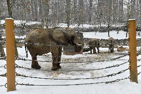 African Elephant, Loxodonta africana, winter, snow