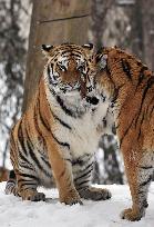 Siberian Tiger, Panthera tigris altaica, winter, snow