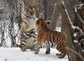 Siberian Tiger, Panthera tigris altaica, winter, snow