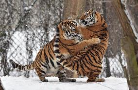 Siberian Tiger, Panthera tigris altaica, winter, snow