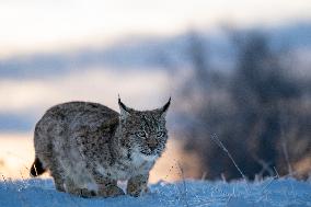 Eurasian wild cat, Lynx lynx