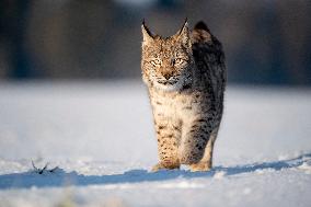 Eurasian wild cat, Lynx lynx