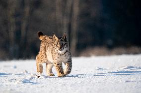 Eurasian wild cat, Lynx lynx