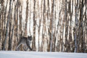 Eurasian wild cat, Lynx lynx