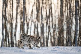 Eurasian wild cat, Lynx lynx