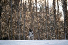 Eurasian wild cat, Lynx lynx