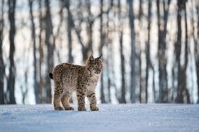 Eurasian wild cat, Lynx lynx