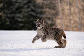 Eurasian wild cat, Lynx lynx