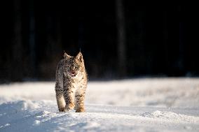 Eurasian wild cat, Lynx lynx