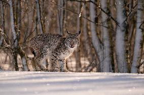 Eurasian wild cat, Lynx lynx