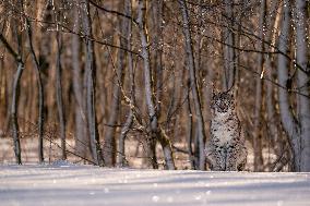 Eurasian wild cat, Lynx lynx