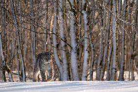 Eurasian wild cat, Lynx lynx