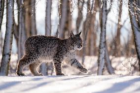 Eurasian wild cat, Lynx lynx