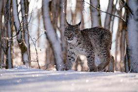 Eurasian wild cat, Lynx lynx