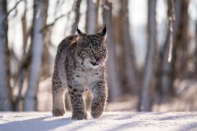 Eurasian wild cat, Lynx lynx