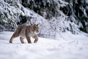 Eurasian wild cat, Lynx lynx