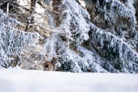 Eurasian wild cat, Lynx lynx