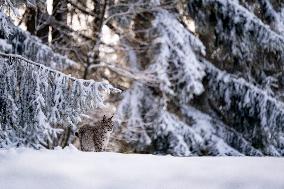 Eurasian wild cat, Lynx lynx