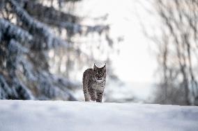 Eurasian wild cat, Lynx lynx