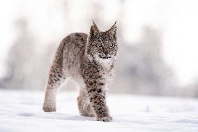 Eurasian wild cat, Lynx lynx