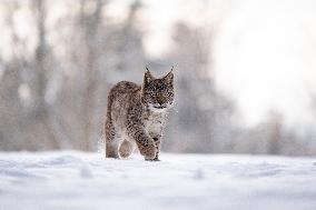 Eurasian wild cat, Lynx lynx