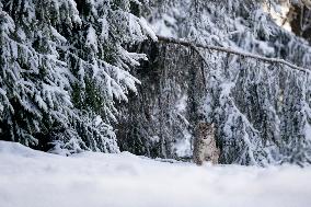 Eurasian wild cat, Lynx lynx