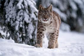 Eurasian wild cat, Lynx lynx