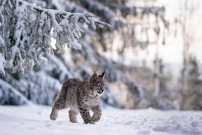 Eurasian wild cat, Lynx lynx