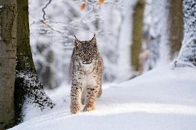 Eurasian wild cat, Lynx lynx