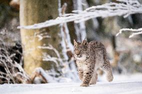 Eurasian wild cat, Lynx lynx