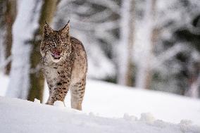 Eurasian wild cat, Lynx lynx